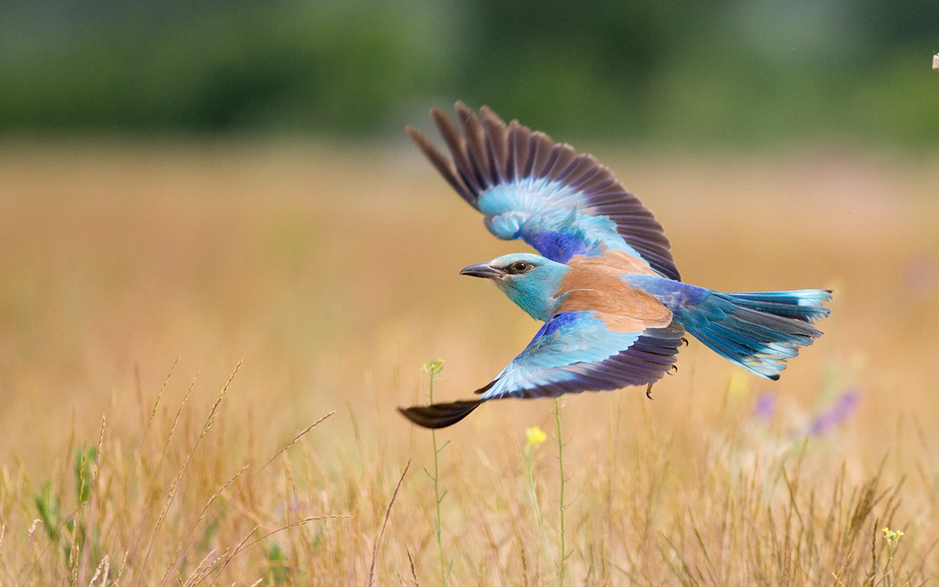 加维，撕裂摩洛哥防线的关键先生