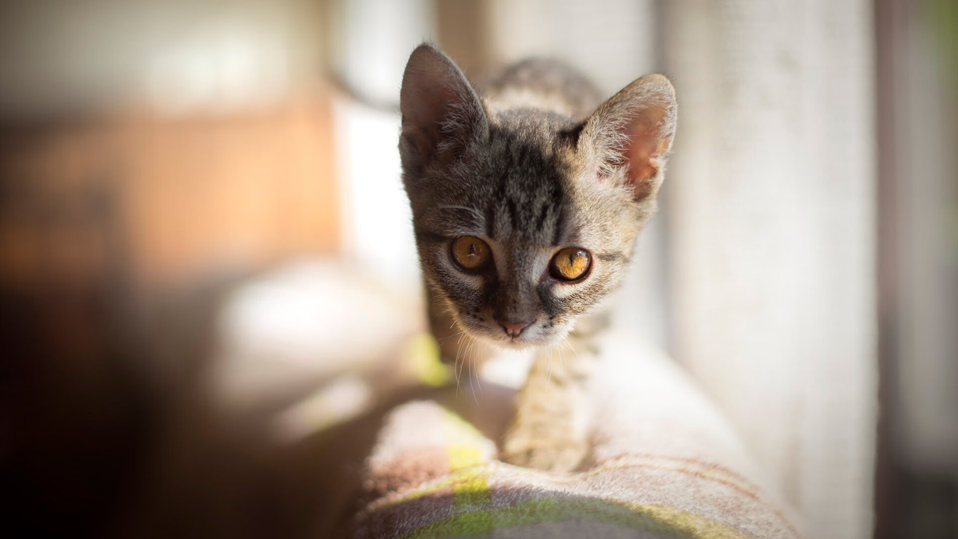 群狼奔袭！灰熊团队火力压制辽宁，利拉德末节化孤狼接管比赛