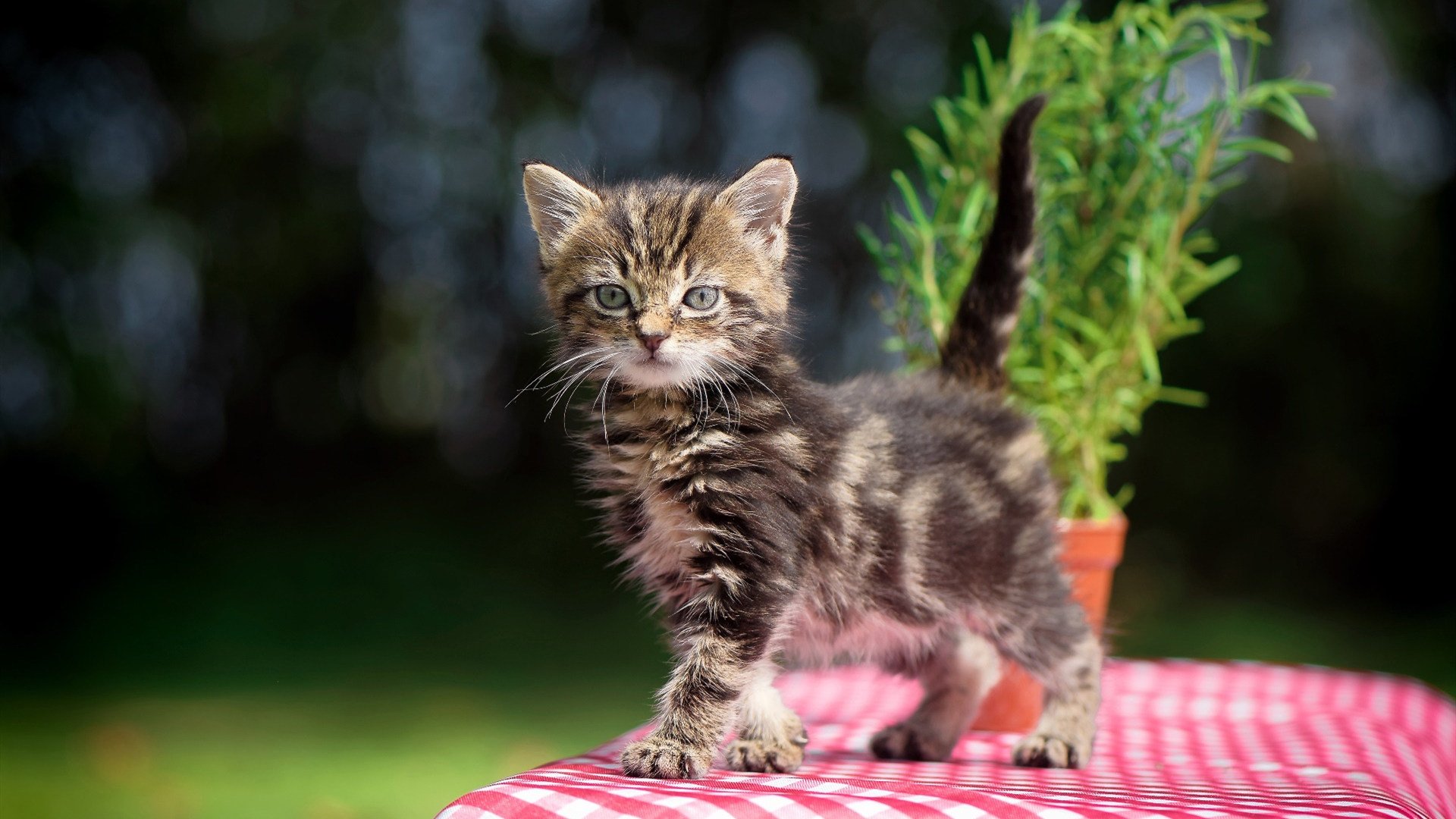 防守绞索与尖刀，当尼克斯的铁血锁住勇士，莫兰特刺穿最后防线