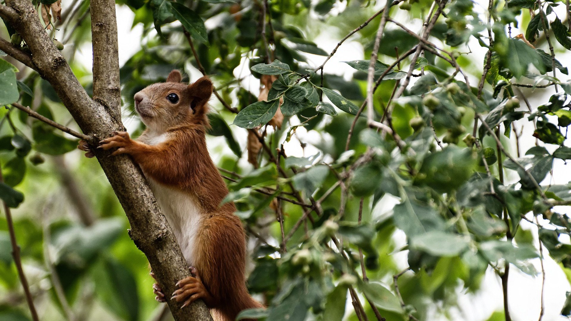 宿命的齿轮，当楚阿梅尼在西班牙之夜找回摩纳哥之心