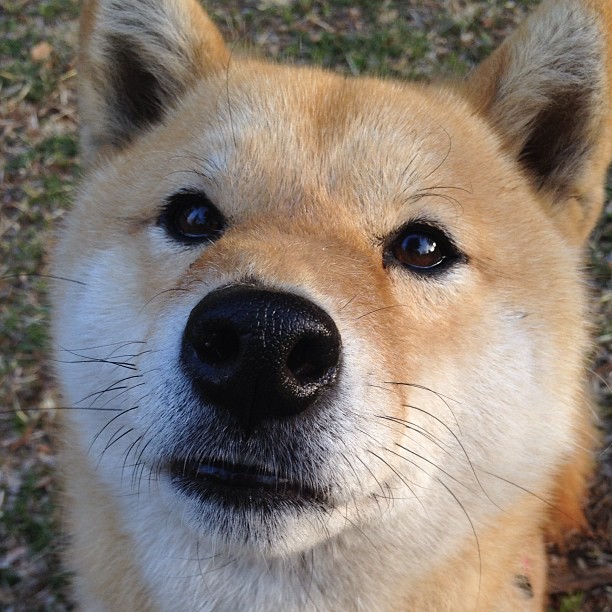 冰火交融，当北欧风暴席卷绿茵，美式孤胆英雄统治篮坛