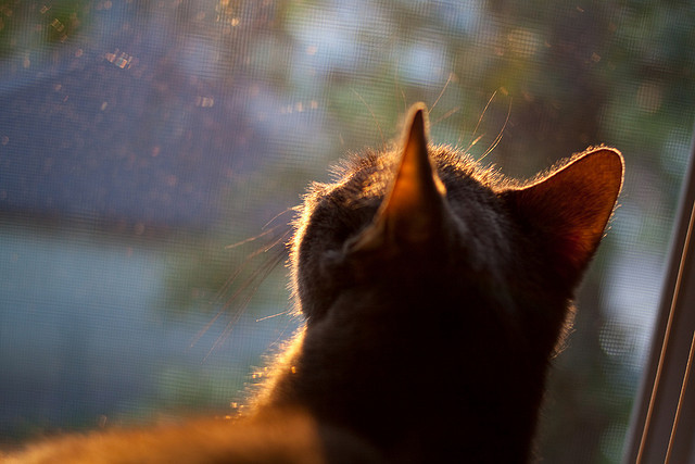 守护神举起战矛，戈贝尔末节15分击碎热火，一场沉默者的正名之战